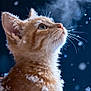 kitten, cat, snow, winter, fur, whiskers, cold, breath, snowflakes, animal, cute, pet, portrait, outdoor, feline, closeup, mammal, adorable, nature, curious