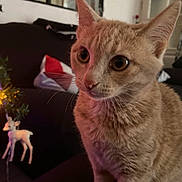 Nala a rejoint le concours — aidez-le/la à gagner de superbes lots ! animal, cat, close_up, couch, cozy, curious, decor, deer, ears, eyes, feline, fur, ginger_cat, indoor, living_room, ornament, pet, sofa, soft_lighting, whiskers