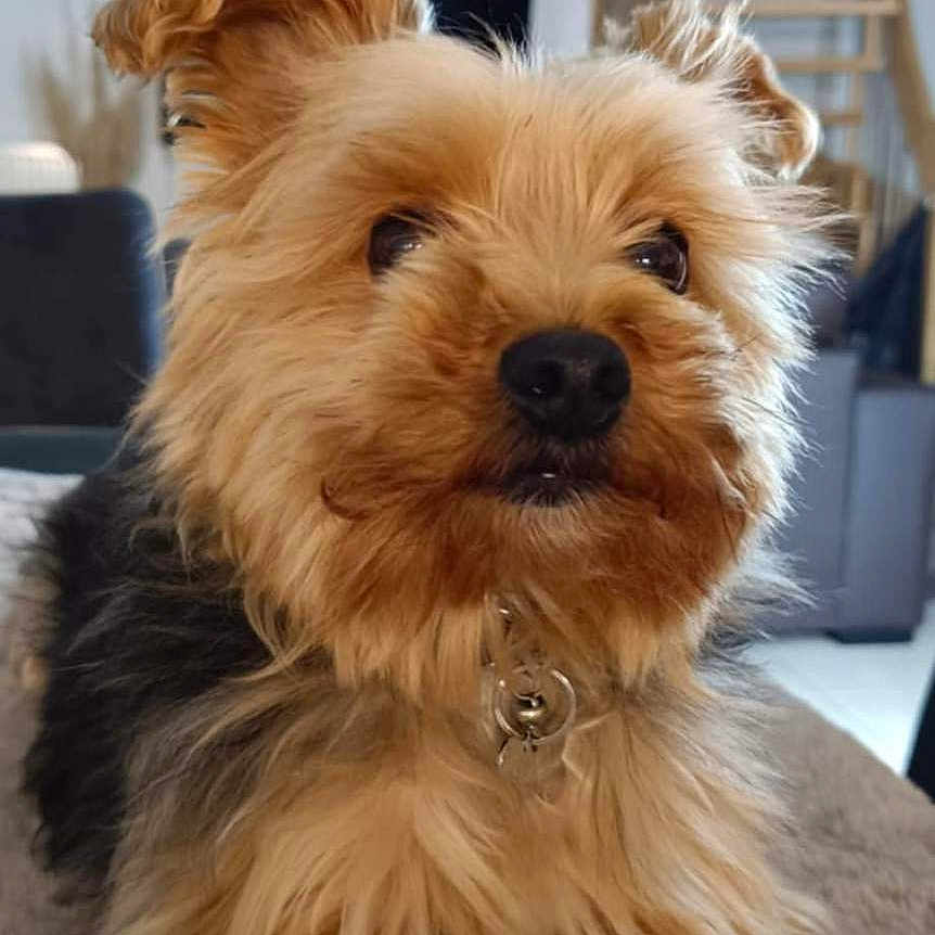 Poucinou
