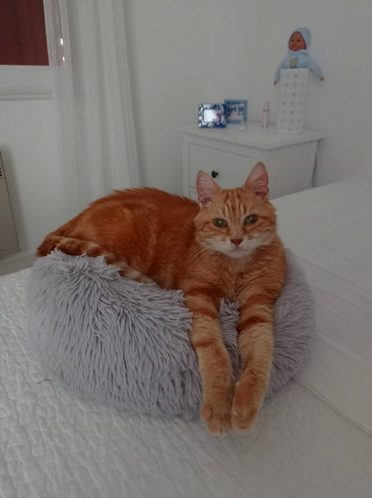 Bibou participe au concours pour gagner de l'argent avec cette photo : bed, carnivore, cat, cat_supply, chair, comfort, domestic_short_haired_cat, fawn, felidae, floor, flooring, fur, grey, hardwood, linens, room, small_to_medium_sized_cats, tail, whiskers, wood