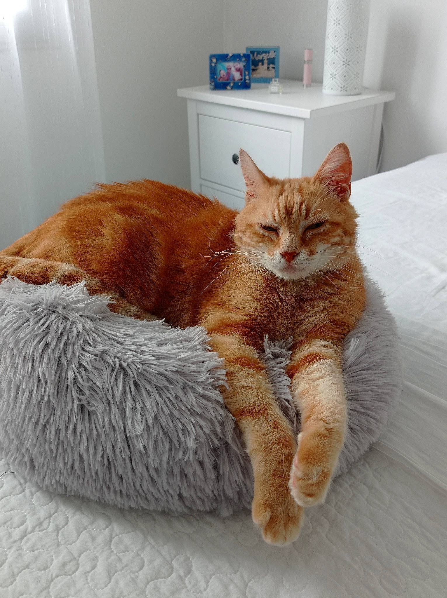Bibou a rejoint le concours — aidez-le/la à gagner de superbes lots ! bed, cabinetry, carnivore, cat, cat_supply, claw, comfort, couch, domestic_short_haired_cat, fawn, felidae, foot, fur, hardwood, paw, room, small_to_medium_sized_cats, tail, whiskers, wood