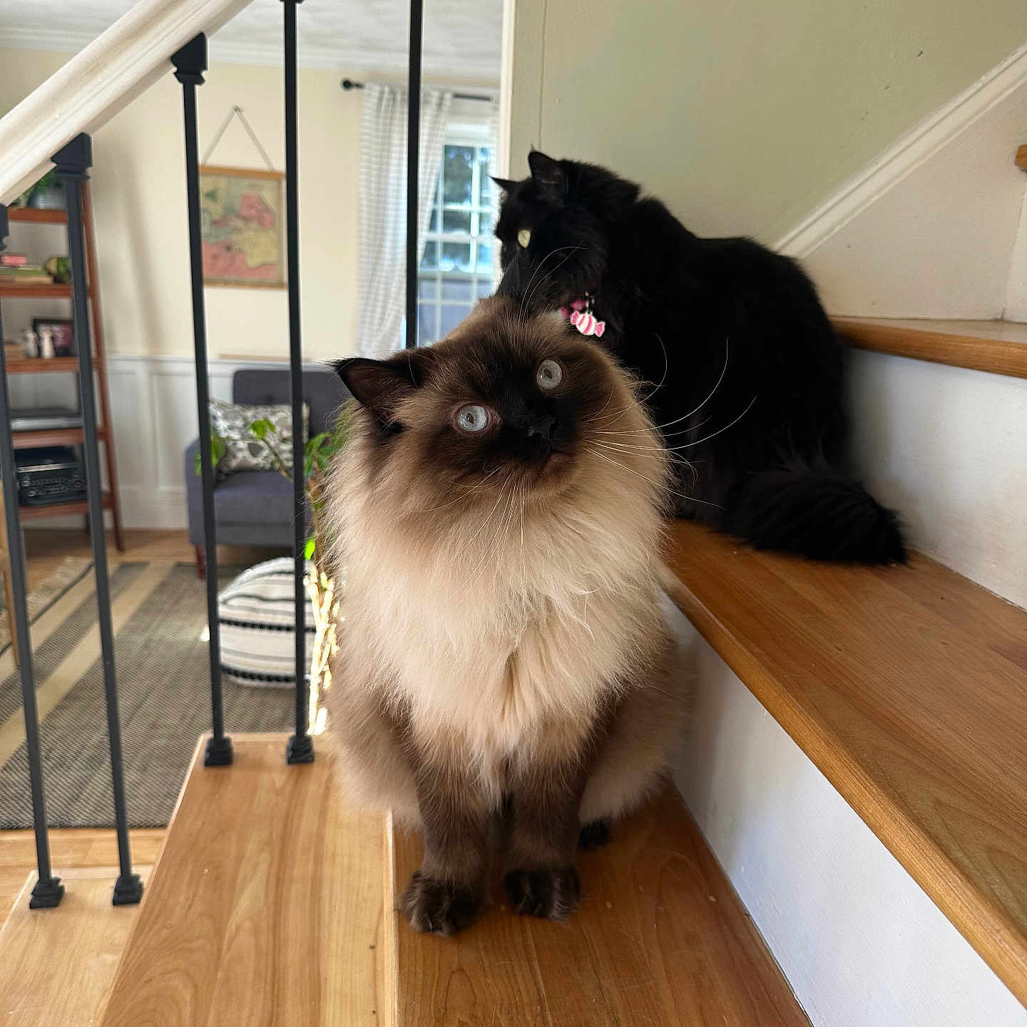 Theodore Andrew joined the competition — help win amazing prizes! cat, cats, stairs, wooden_stairs, fluffy_cat, blue_eyes, black_cat, indoor, living_room, home_decor, curious, pet, animal, feline, natural_light, cozy, sitting, domestic_animal, whiskers, fur