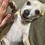 dog, small_dog, paw, hand, high_five, lying_down, couch, furniture, happy, excited, close_up, pet, animal, indoors, beige, white_fur, brown_fur, collar, mouth_open, friendly