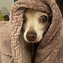 Reyna joined the competition — help win amazing prizes! dog, blanket, cozy, wrapped, fur, snuggled, curious_eyes, indoors, warm, pet, cute, small_dog, soft_texture, face, animal, comfort, close_up, expression, nose, ears_hidden