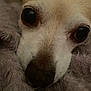 Reyna is registered to the contest to win money with this photo: dog, close_up, chihuahua, pet, animal, blanket, fur, face, eyes, nose, cozy, resting, sleepy, indoor, cute, small_dog, portrait, warm, snuggle, comfort