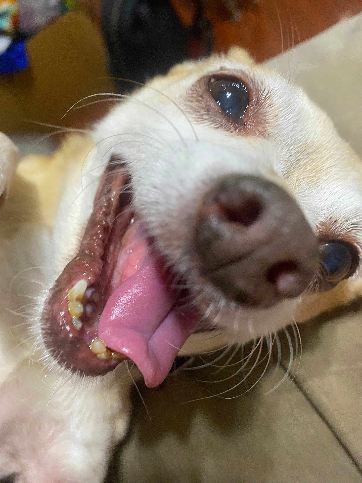 Reyna is registered to the contest to win money with this photo: dog, close_up, tongue_out, happy, pet, animal, mouth_open, indoor, fur, nose, whiskers, playful, canine, smiling, cute, friend, companion, domestic_animal, expression, face