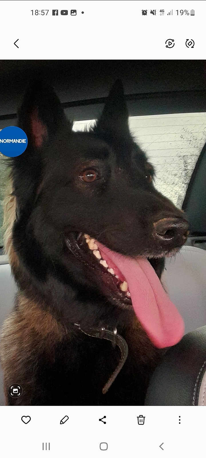 Tessa a rejoint le concours — aidez-le/la à gagner de superbes lots ! dog, german_shepherd, tongue_out, car_interior, pet, animal, canine, black_fur, happy, close_up, seat, collar, window, side_view, muzzle, ears, teeth, portrait, domestic_animal, transport