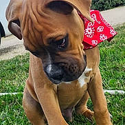 Nelson participe au concours pour gagner de l'argent avec cette photo : puppy, dog, bandana, grass, outdoor, brown, cute, pet, animal, canine, young, sitting, nature, sky, cloudy, car, shy, portrait, closeup, playful