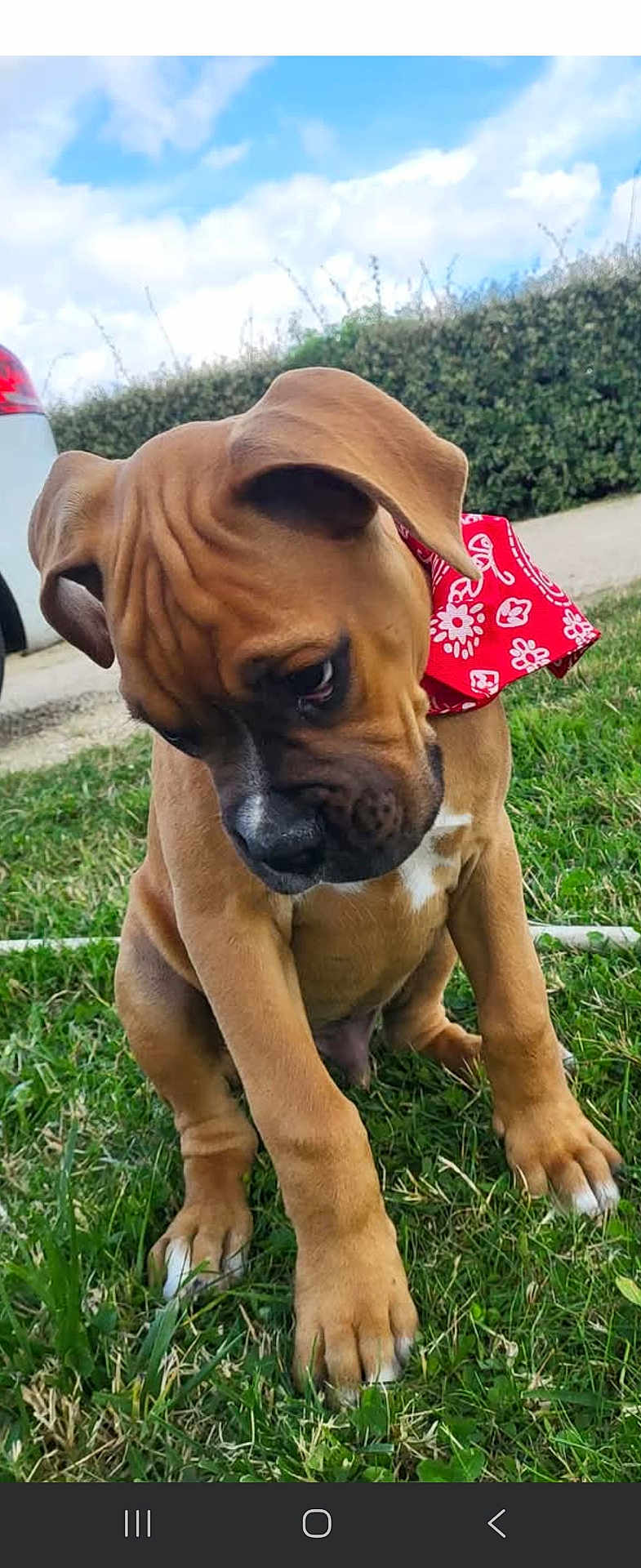 Nelson participe au concours pour gagner de l'argent avec cette photo : puppy, dog, bandana, grass, outdoor, brown, cute, pet, animal, canine, young, sitting, nature, sky, cloudy, car, shy, portrait, closeup, playful