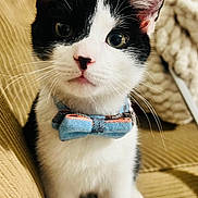 Oliver is registered to the contest to win money with this photo: kitten, cat, black_and_white, bow_tie, pet, cute, feline, indoor, couch, curious, whiskers, ears, fur, close_up, young, animal, domestic, portrait, cozy, adorable