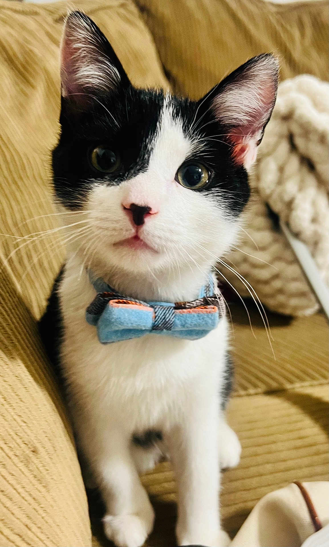 Oliver is registered to the contest to win money with this photo: kitten, cat, black_and_white, bow_tie, pet, cute, feline, indoor, couch, curious, whiskers, ears, fur, close_up, young, animal, domestic, portrait, cozy, adorable