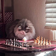 Oomi is registered to the contest to win money with this photo: board_game, cat, chess_pieces, chessboard, cozy, curtain, domestic_animal, feline, fluffy, focused, home, indoor, pet, playing, shadow, strategy, sunlight, table, window_blinds, wooden_pieces