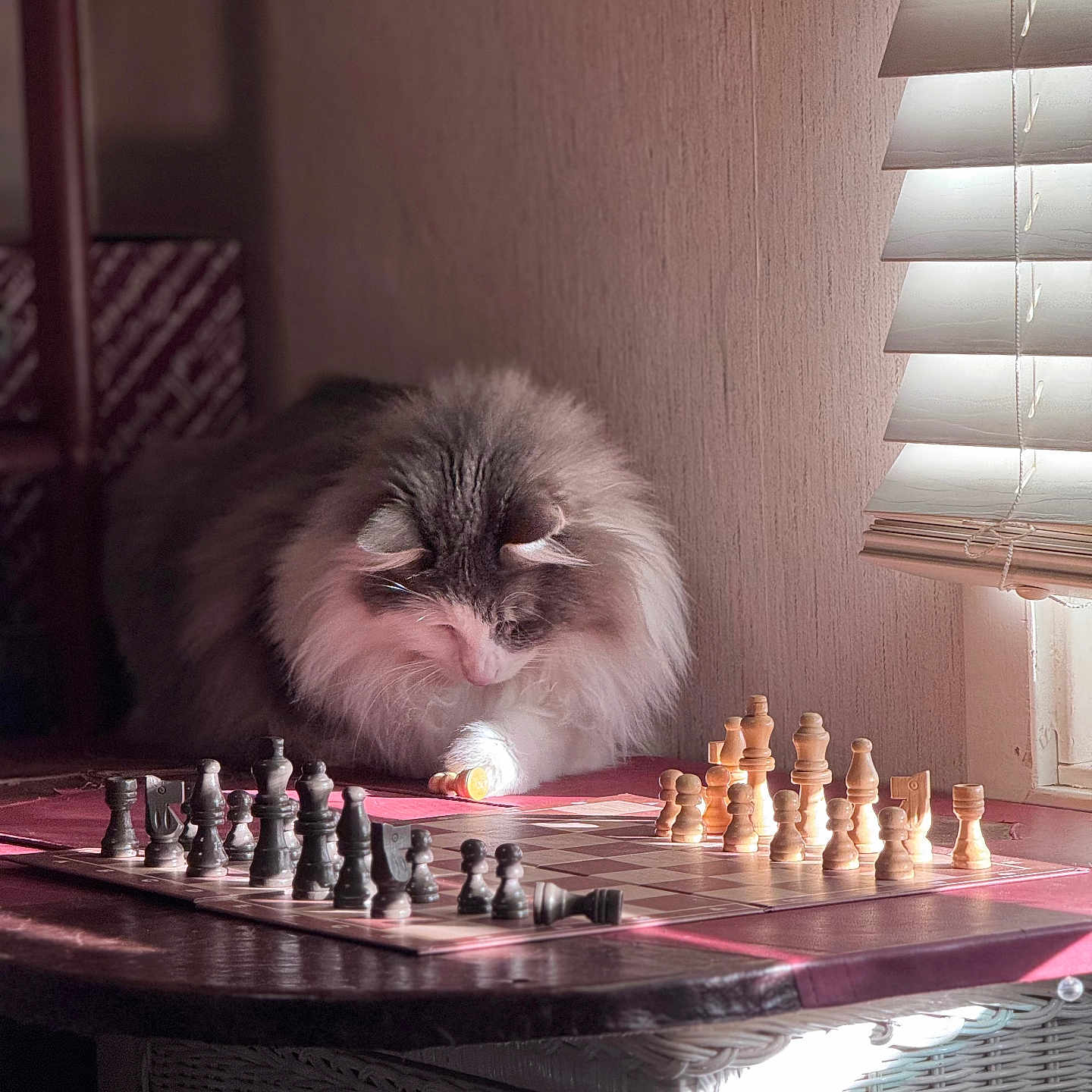 Oomi is registered to the contest to win money with this photo: board_game, cat, chess_pieces, chessboard, cozy, curtain, domestic_animal, feline, fluffy, focused, home, indoor, pet, playing, shadow, strategy, sunlight, table, window_blinds, wooden_pieces