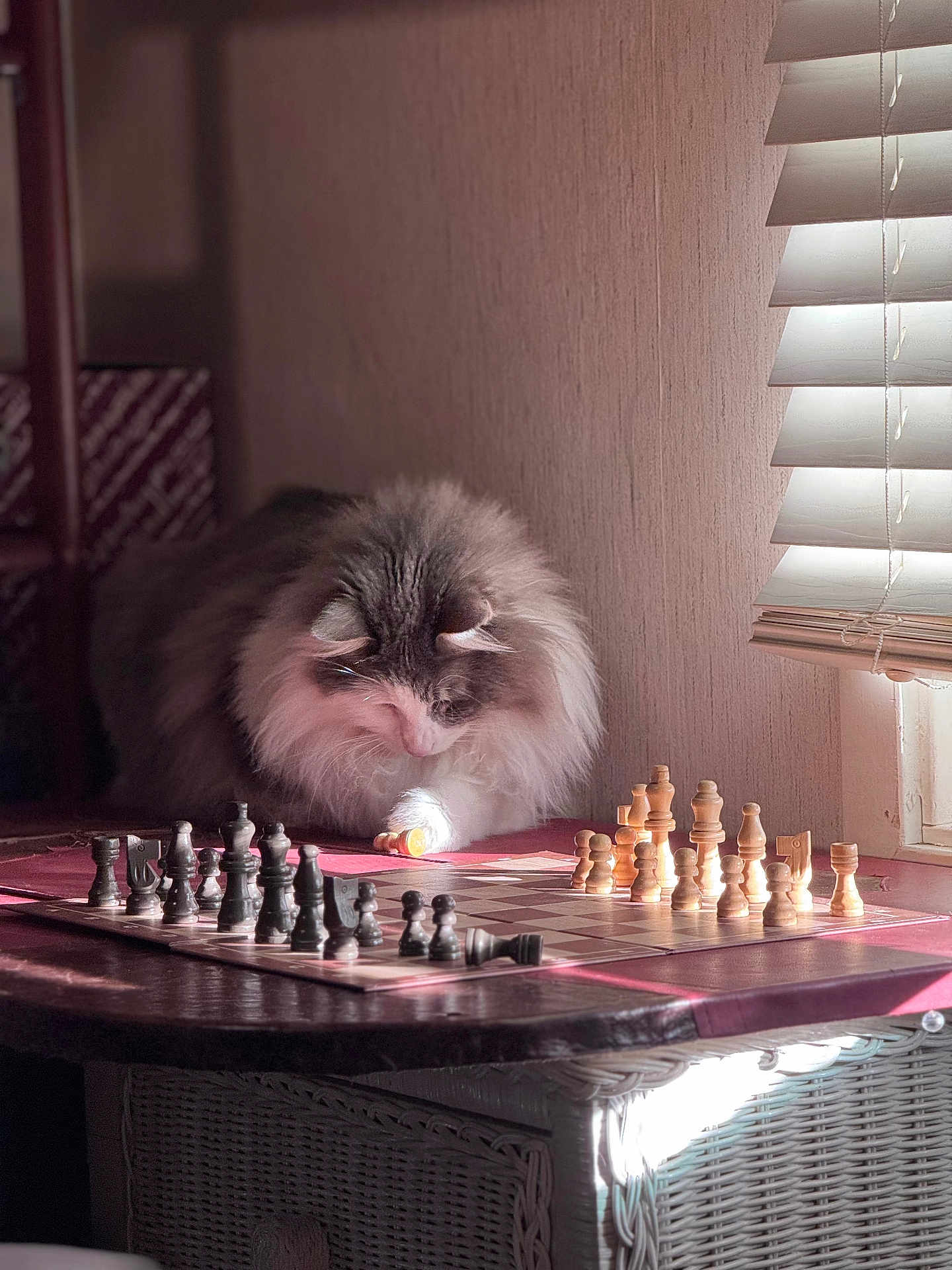 Oomi is registered to the contest to win money with this photo: board_game, cat, chess_pieces, chessboard, cozy, curtain, domestic_animal, feline, fluffy, focused, home, indoor, pet, playing, shadow, strategy, sunlight, table, window_blinds, wooden_pieces