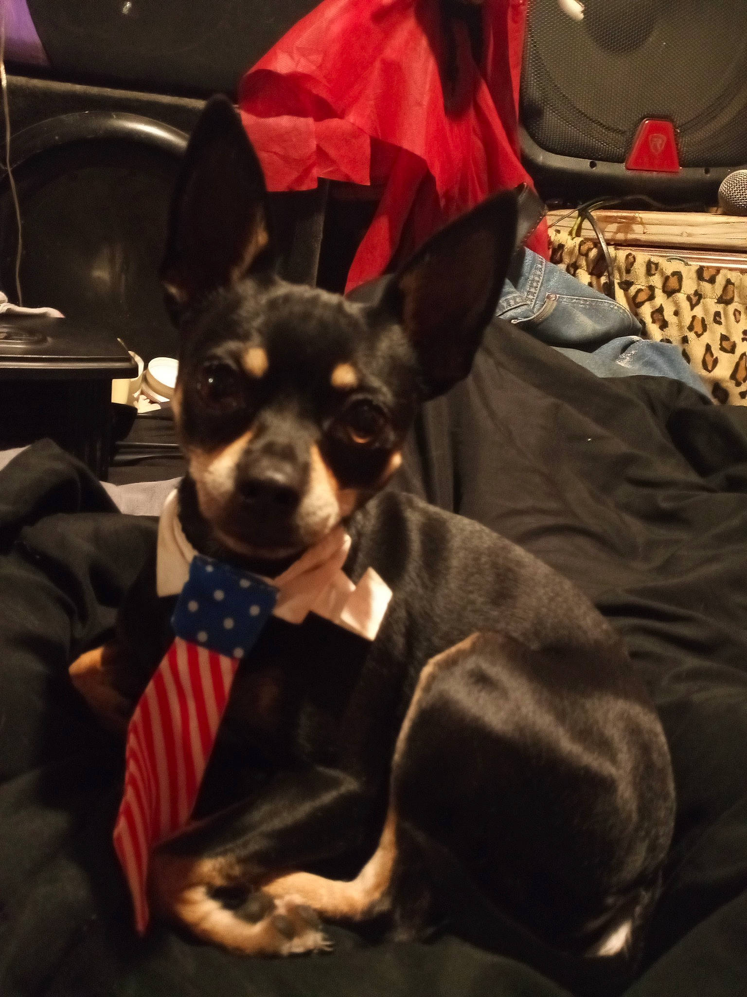 Lil Bit joined the competition — help win amazing prizes! canidae, carmine, carnivore, chihuahua, comfort, companion_dog, dog, dog_breed, dog_supply, ear, fawn, fictional_character, fur, snout, sporting_group, suit, tie, toy_dog, whiskers, working_animal