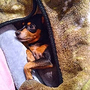 Hope joined the competition — help win amazing prizes! dog, blanket, cozy, small_dog, fur, pet, resting, cute, animal, indoors, comfort, brown, black, relaxed, lying_down, warm, snuggled, soft, fur_texture, companion