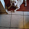 animal, blue_eye, bone, brown_eye, chewed_bone, companion, curious, cute, dog, ears_up, floor, french_bulldog, guarding, heterochromia, indoor, lying_down, pet, small_dog, tile_floor, wood_floor