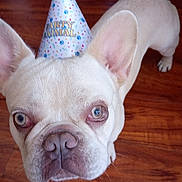 Whistle joined the competition — help win amazing prizes! dog, french_bulldog, party_hat, pet, animal, close_up, indoor, wooden_floor, curious, blue_eyes, face, ears, snout, nose, light_fur, standing, looking_up, cute, companion, domestic_animal