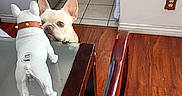 Whistle joined the competition — help win amazing prizes! french_bulldog, dog, figurine, table, glass_table, wooden_floor, kitchen, tile_floor, chair, curious, pet, indoor, home, decor, spiked_collar, small_dog, white_dog, animal, household, mischievous