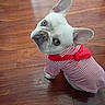animal, casual, companion, cute, dog, domestic_animal, flooring, footwear, french_bulldog, human_foot, indoor, looking_up, pet, portrait, red_bow, sitting, small_dog, striped_shirt, white_dog, wooden_floor