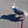 animal, asphalt, blue_jacket, canine, cute, daytime, dog, domestic_animal, jacket, leash, outdoor, pet, pet_clothing, puppy, shadow, side_view, small_dog, street, sunlight, walking