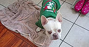Whistle joined the competition — help win amazing prizes! clothing, corner, cozy, curious, cute, dog, door, floor_transition, french_bulldog, green_sweater, household, indoor, looking_up, pet, pink_boots, polka_dots, small_dog, tile_floor, towel, wood_floor
