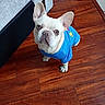 animal, attention, blue_shirt, canine, companion, couch, curious, cute, dog, domestic_animal, ears_up, floor, flooring, french_bulldog, indoor, looking_up, pet, shirt, small_dog, wooden_floor