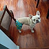 Whistle is registered to the contest to win money with this photo: dog, french_bulldog, indoor, wooden_floor, shorts, minion_pattern, pet_clothing, looking_up, curious, brown_chair, tile_floor, home, flooring, canine, small_dog, domestic_animal, ears_up, standing, animal, companion