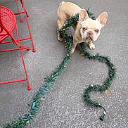 Whistle is registered to the contest to win money with this photo: animal, christmas_lights, concrete_floor, curious, decor, dog, expression, festive, floor, french_bulldog, garland, holiday, indoor, lights, looking_up, metal_chair, pet, playful, red_chair, tangled