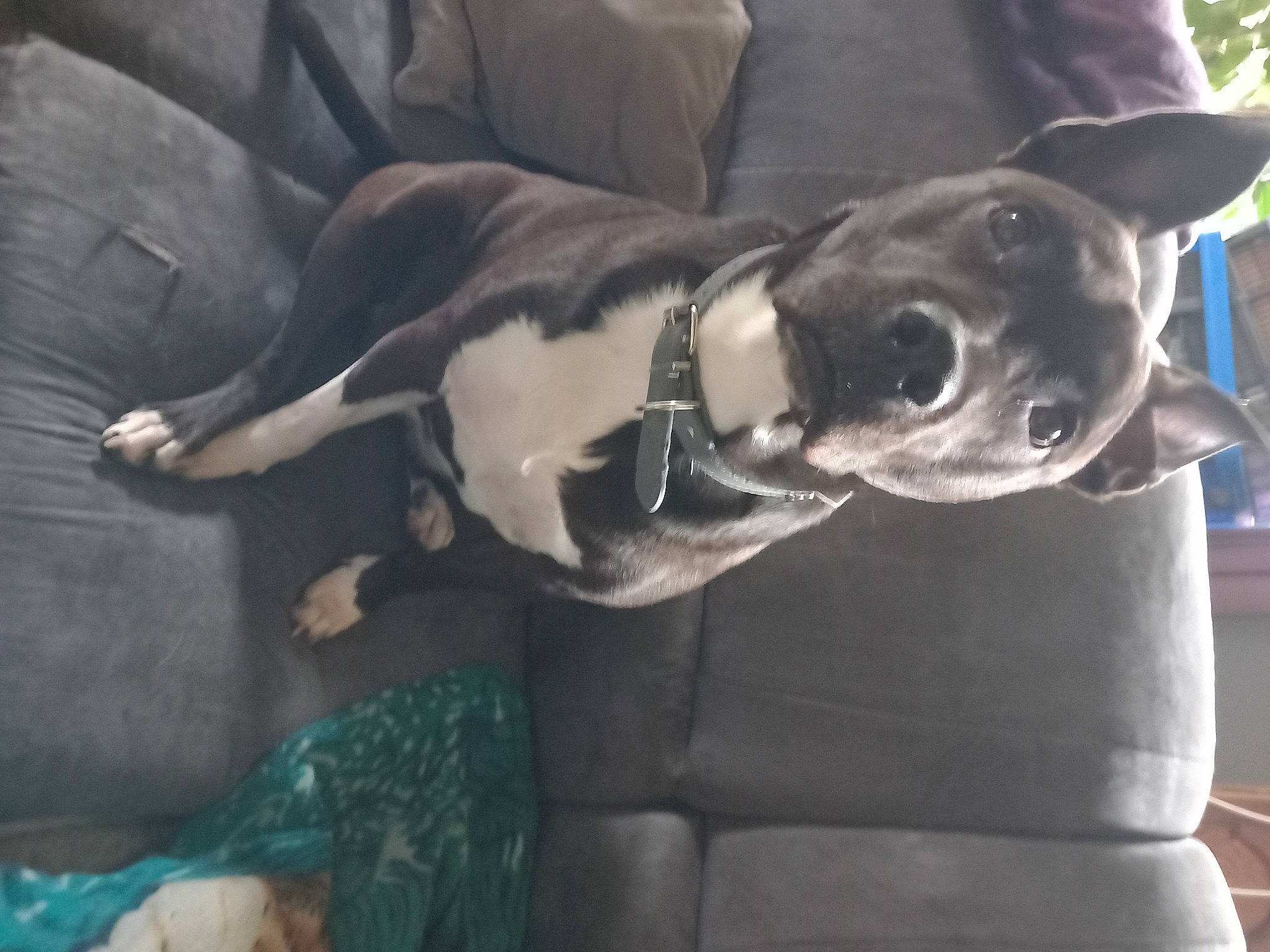 Mandy a rejoint le concours — aidez-le/la à gagner de superbes lots ! canidae, carnivore, collar, comfort, companion_dog, dog, dog_breed, dog_collar, fawn, fur, guard_dog, jaw, non_sporting_group, snout, sporting_group, whiskers, working_animal, working_dog