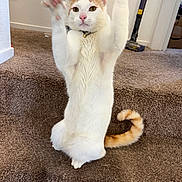 Honey is registered to the contest to win money with this photo: animal, carpet, cat, collar, curious, cute, doorway, feline, fur, household, indoor, orange_cat, paws, pet, playful, stairs, stretching, tail, vacuum_cleaner, white_cat