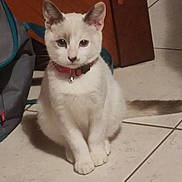 Neige a rejoint le concours — aidez-le/la à gagner de superbes lots ! cat, white_cat, pet, animal, collar, bell, floor, tile_floor, indoor, furniture, backpack, sitting, looking, cute, domestic_animal, whiskers, ears, tail, calm, curious