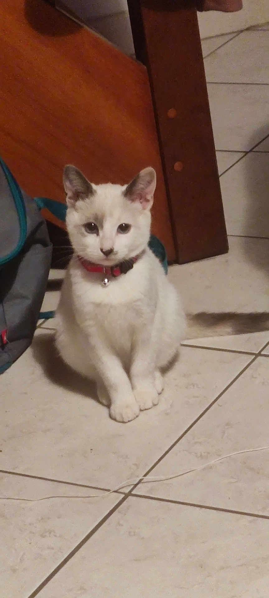 Neige a rejoint le concours — aidez-le/la à gagner de superbes lots ! cat, white_cat, pet, animal, collar, bell, floor, tile_floor, indoor, furniture, backpack, sitting, looking, cute, domestic_animal, whiskers, ears, tail, calm, curious