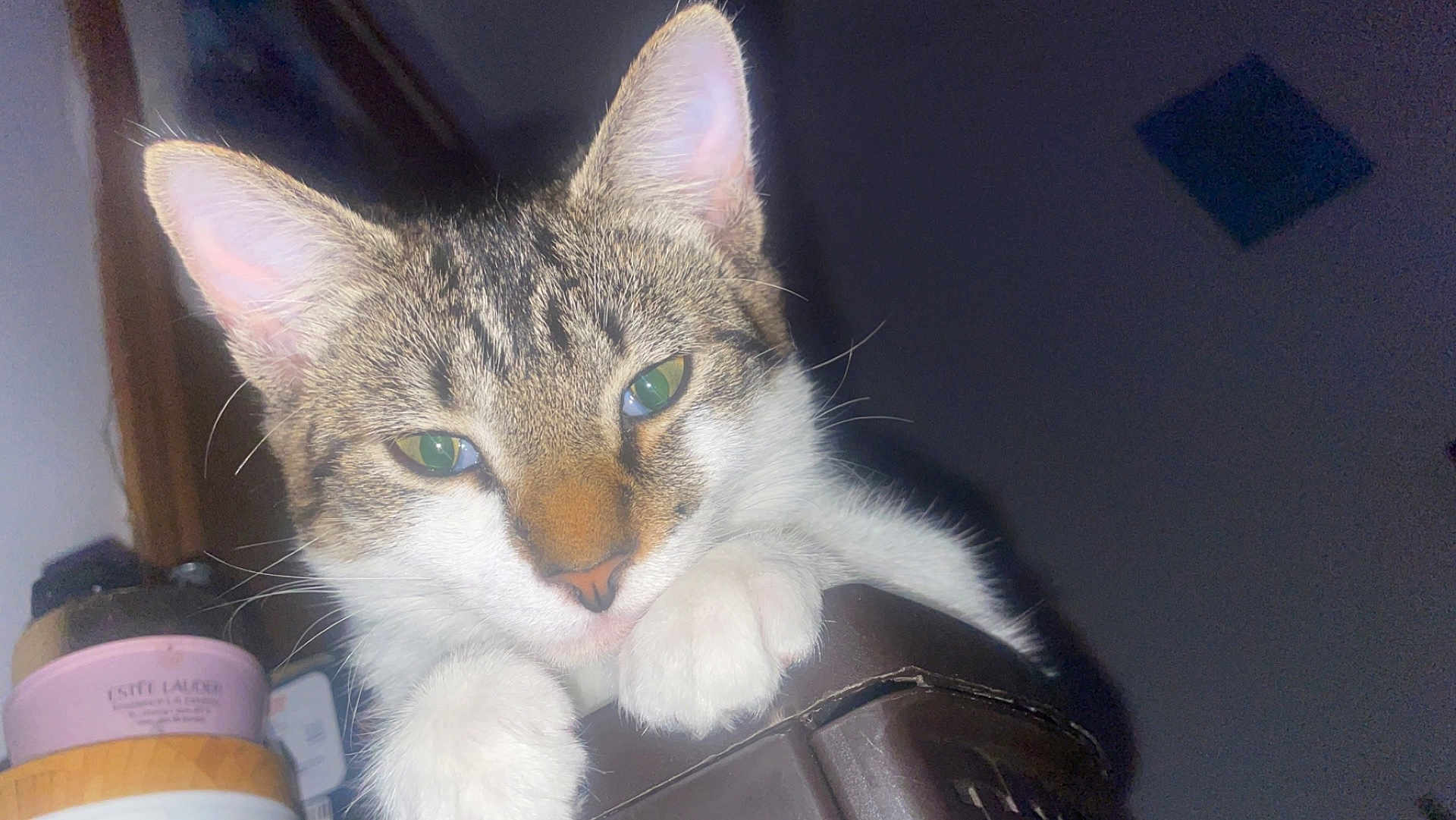 Sabrina joined the competition — help win amazing prizes! cat, tabby, white_paws, close_up, indoor, feline, curious, pets, whiskers, green_eyes, reflection, animal, household_items, dim_lighting, perched, fur, ears, nose, face, domestic_cat