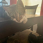Sabrina is registered to the contest to win money with this photo: cat, tabby_cat, table, chair, headphones, window, blinds, indoor, furniture, pet, animal, curious, resting, wooden_table, cushion, patterned, light, shadow, home, cozy