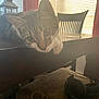 cat, tabby_cat, table, chair, headphones, window, blinds, indoor, furniture, pet, animal, curious, resting, wooden_table, cushion, patterned, light, shadow, home, cozy