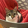 Sabrina joined the competition — help win amazing prizes! cat, tabby, pet, animal, laundry_basket, red_towel, indoor, cute, fur, whiskers, paw, relaxed, cozy, round_eyes, curious, domestic_cat, feline, resting, home, close_up