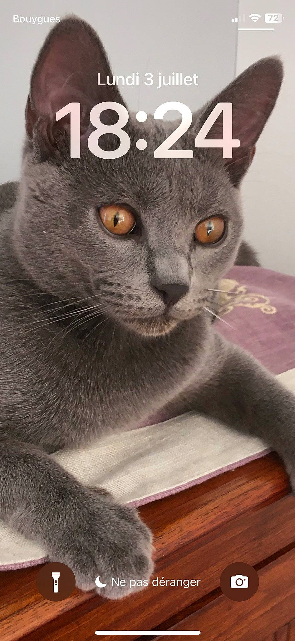 Timy a rejoint le concours — aidez-le/la à gagner de superbes lots ! carnivore, cat, close_up, domestic_short_haired_cat, felidae, font, fur, grey, hardwood, internet_meme, paw, photo_caption, photography, russian_blue, small_to_medium_sized_cats, snout, terrestrial_animal, whiskers, wood