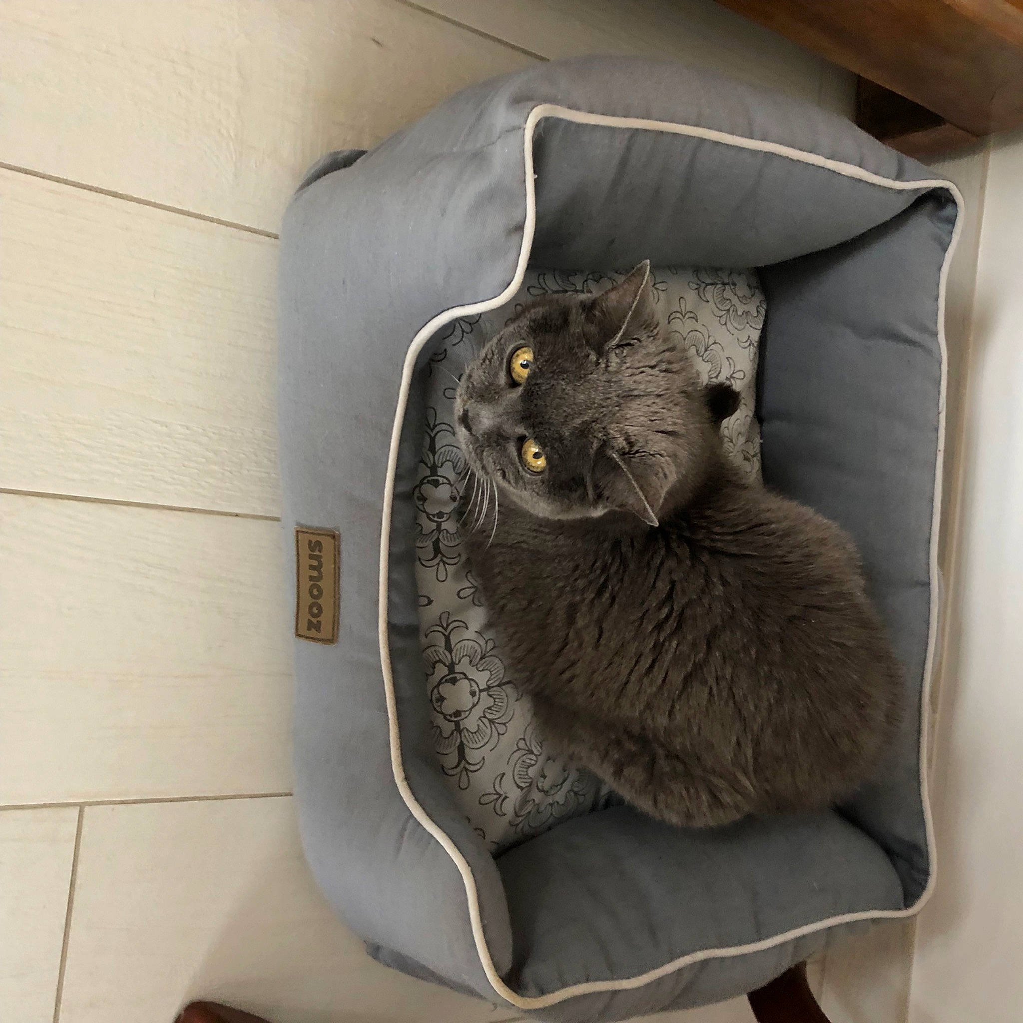 Chelsey a rejoint le concours — aidez-le/la à gagner de superbes lots ! black_cat, carnivore, cat, cat_bed, cat_supply, comfort, domestic_short_haired_cat, felidae, fur, grey, paw, russian_blue, sitting, small_to_medium_sized_cats, snout, tail, terrestrial_animal, whiskers, window