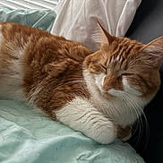 Charlee joined the competition — help win amazing prizes! animal, bed, blanket, cat, cozy, cute, domestic_cat, ears, feline, fur, ginger_cat, indoor, nap, pet, relaxed, resting, sleeping, soft, whiskers, white_fur