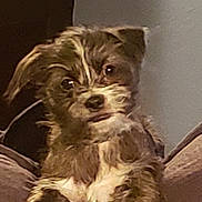 Dice joined the competition — help win amazing prizes! animal, brown_fur, canine, companion, couch, curious, cushion, cute, dog, domestic, furniture, furry, household, indoor, looking, pet, portrait, seated, small_dog, white_fur