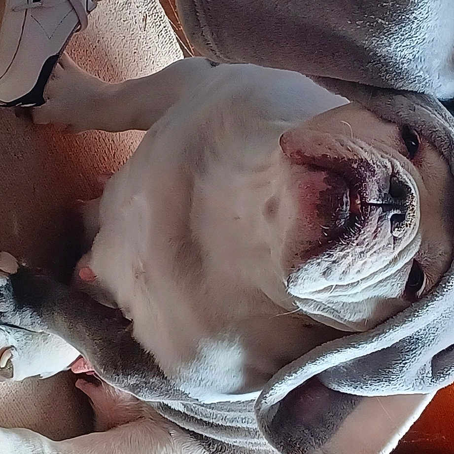 Drama is registered to the contest to win money with this photo: abdomen, chest, comfort, ear, eyelash, eyewear, flesh, gesture, headgear, human_leg, jaw, mechanical_fan, mouth, nail, rose_order, sunglasses, thigh, trunk, window, wrinkle