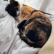 Mia joined the competition — help win amazing prizes! cat, calico_cat, bed, blanket, curtains, fur, indoor, light, natural_light, pattern, pet, resting, sleeping, white, cozy, animal, feline, cute, domestic, soft