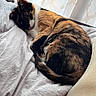 cat, calico_cat, bed, blanket, curtains, fur, indoor, light, natural_light, pattern, pet, resting, sleeping, white, cozy, animal, feline, cute, domestic, soft