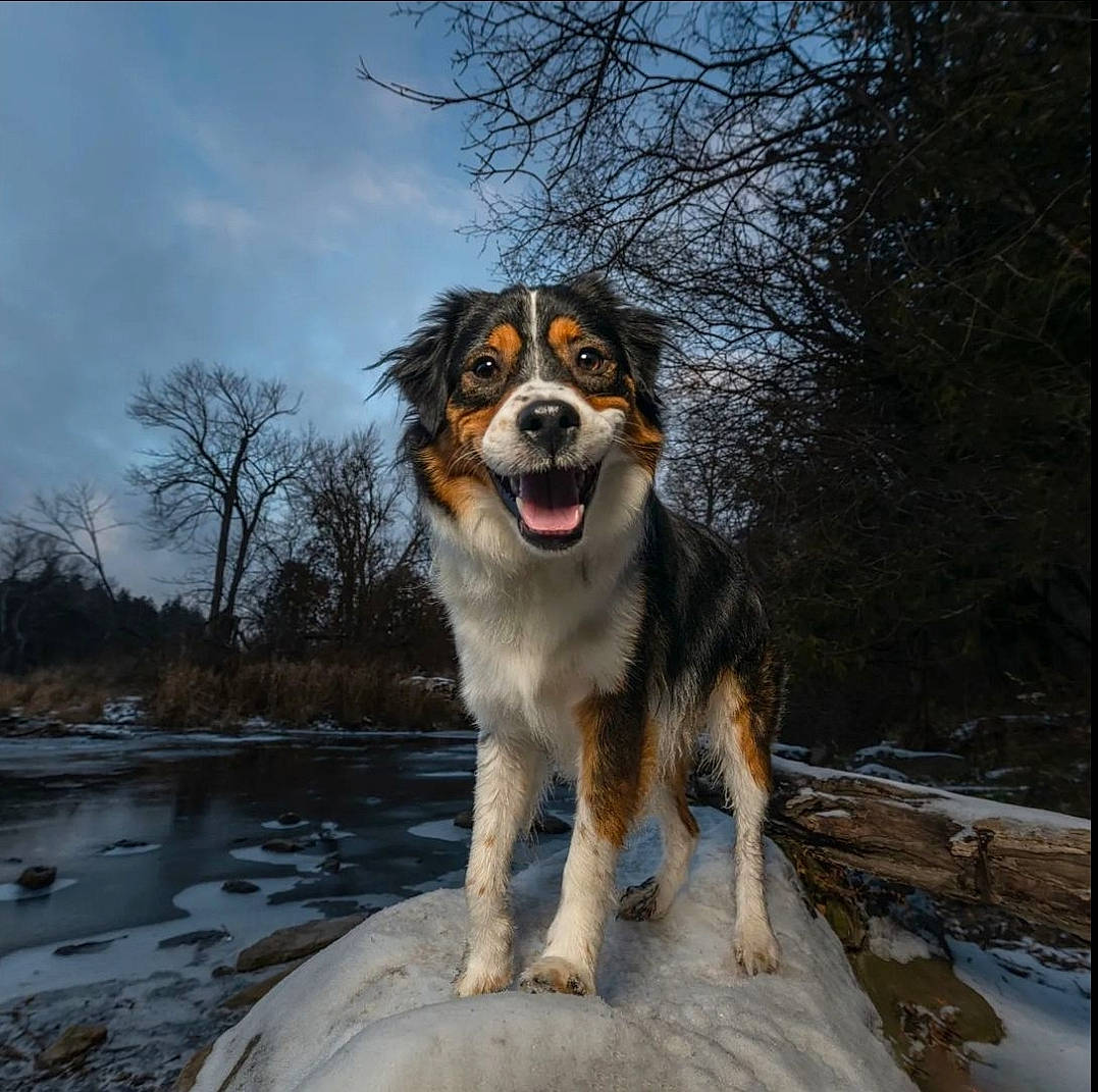 Pippin is registered to the contest to win money with this photo: canidae, carnivore, cloud, companion_dog, dog, dog_breed, door, freezing, fur, plant, sky, snout, sporting_group, tail, terrestrial_animal, tree, water, whiskers, winter, working_dog