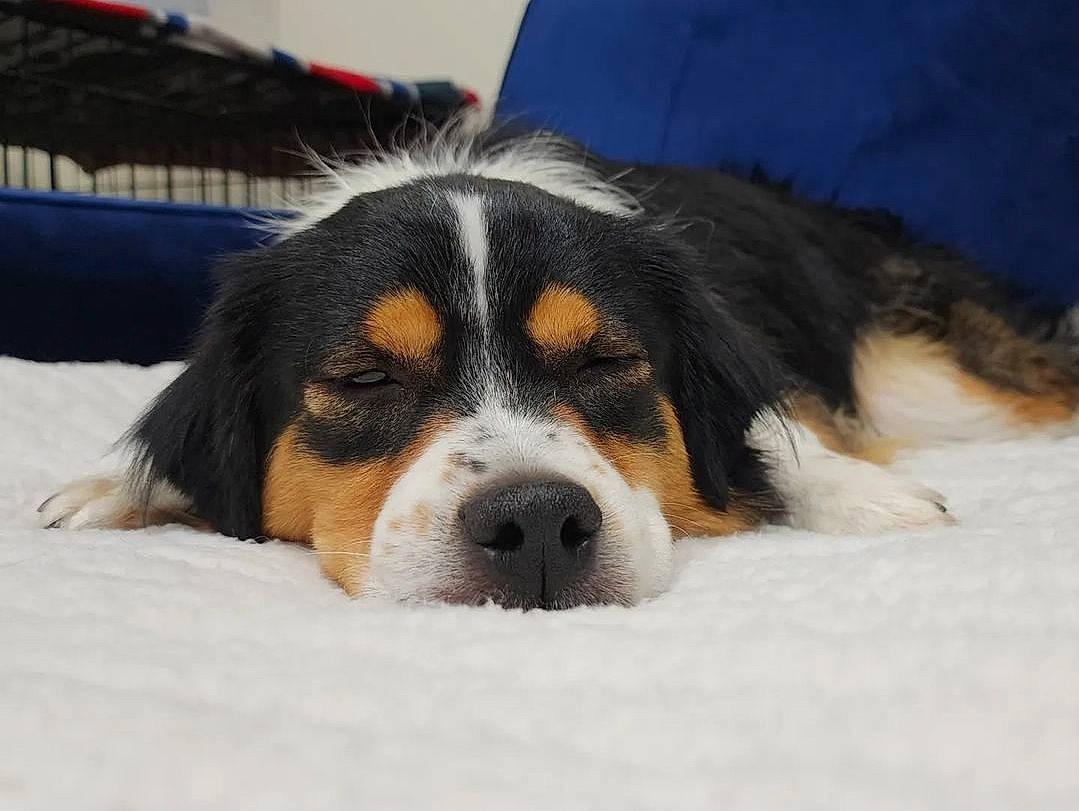 Pippin joined the competition — help win amazing prizes! ball, bored, canidae, carnivore, companion_dog, dog, dog_breed, eye, fur, puppy, snow, sporting_group, terrestrial_animal, whiskers, working_animal, working_dog