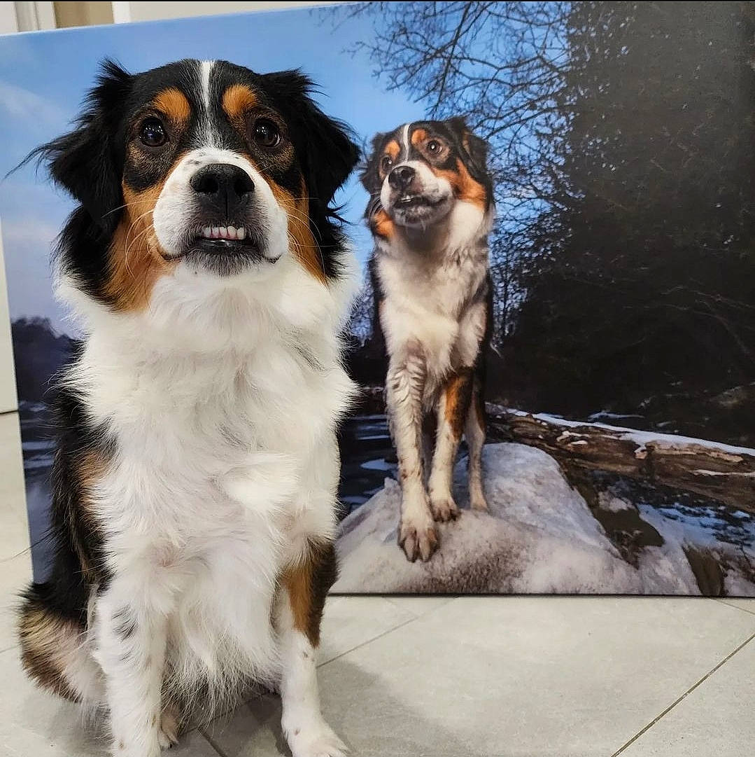 Pippin joined the competition — help win amazing prizes! ancient_dog_breeds, canidae, carnivore, companion_dog, dog, dog_breed, door, fur, sky, snout, sporting_group, terrestrial_animal, tree, working_animal, working_dog