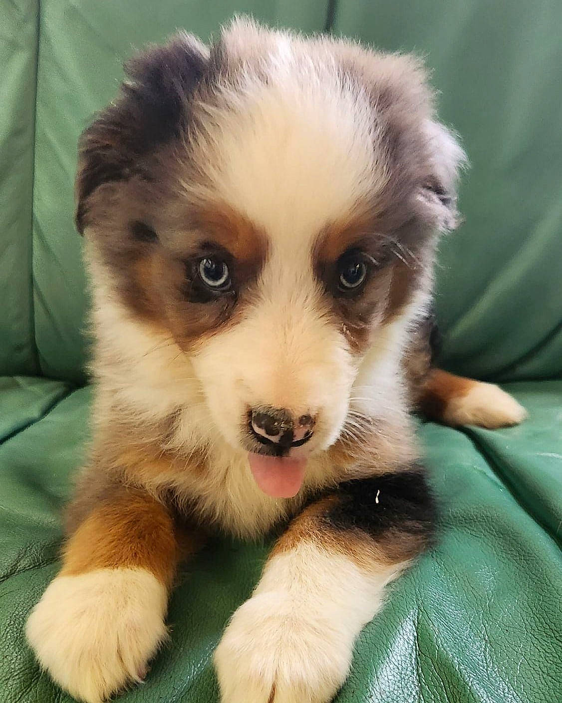 Gimli joined the competition — help win amazing prizes! ancient_dog_breeds, canidae, carnivore, companion_dog, dog, dog_breed, fawn, fur, herding_dog, miniature_australian_shepherd, snout, sporting_group, terrestrial_animal, toy_dog, whiskers, working_dog