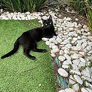 Aradia joined the competition — help win amazing prizes! black_cat, cat, artificial_grass, white_stones, green_plants, outdoor, pet, animal, feline, relaxed, nature, garden, lying_down, curious, eyes, fur, daylight, leisure, small_animal, resting