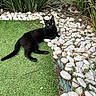 black_cat, cat, artificial_grass, white_stones, green_plants, outdoor, pet, animal, feline, relaxed, nature, garden, lying_down, curious, eyes, fur, daylight, leisure, small_animal, resting